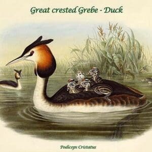 Podiceps Cristatus - Great crested Grebe - Duck by John Gould - Art Print