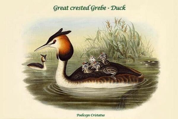 Podiceps Cristatus - Great crested Grebe - Duck by John Gould - Art Print