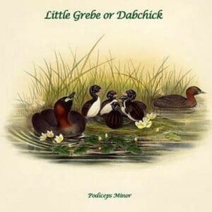 Podiceps Minor - Little Grebe or Dabchick by John Gould - Art Print