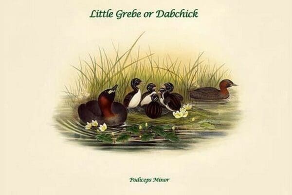 Podiceps Minor - Little Grebe or Dabchick by John Gould - Art Print