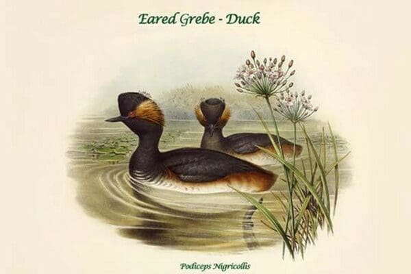 Podiceps Nigricollis - Eared Grebe - Duck by John Gould - Art Print