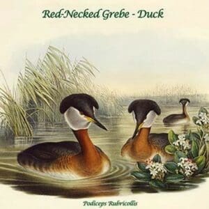 Podiceps Rubricollis - Red-Necked Grebe - Duck by John Gould - Art Print