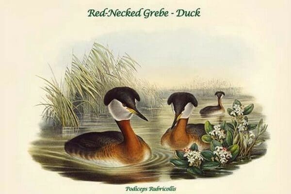 Podiceps Rubricollis - Red-Necked Grebe - Duck by John Gould - Art Print