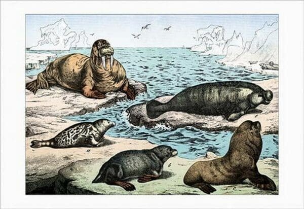 Polar Mammals by Heinrich V. Schubert - Art Print