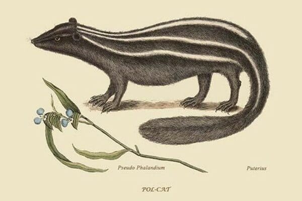 Polcat by Mark Catesby #2 - Art Print