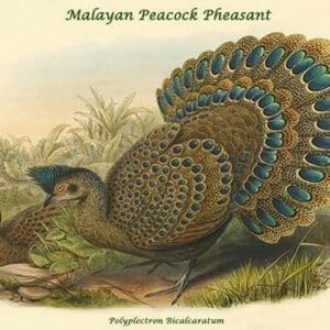 Polyplectron Bicalcaratum - Malayan Peacock Pheasant by John Gould - Art Print