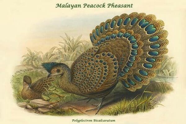 Polyplectron Bicalcaratum - Malayan Peacock Pheasant by John Gould - Art Print