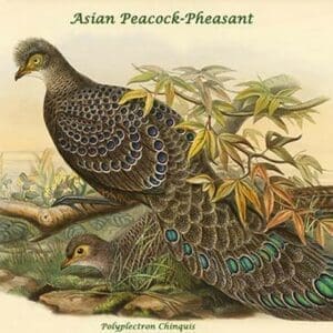 Polyplectron Chinquis - Asian Peacock-Pheasant by John Gould - Art Print