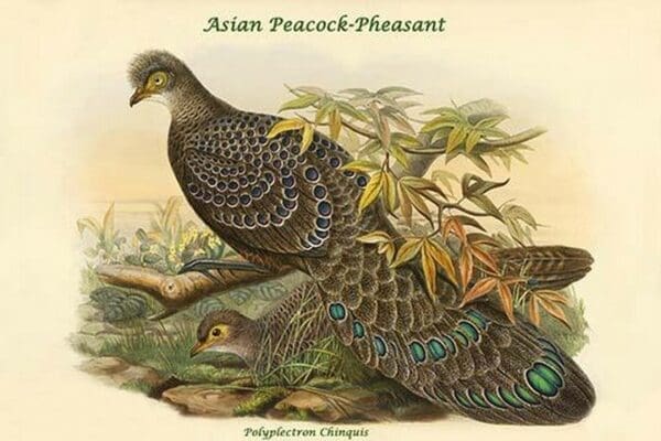 Polyplectron Chinquis - Asian Peacock-Pheasant by John Gould - Art Print