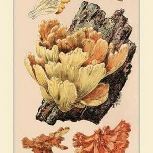 Polyporus Sulphureus by W. Hamilton Gibson - Art Print