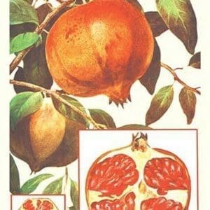 Pomegranate - Art Print