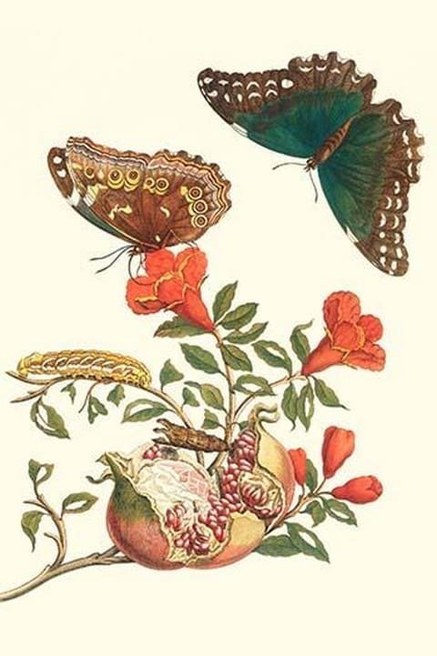 Pomegranate & Butterflies by Maria Sibylla Merian - Art Print