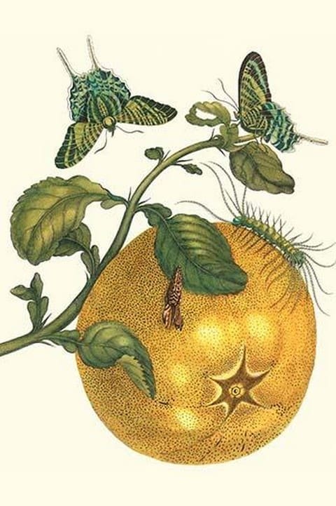 Pomelo Fruit with Urania Moth by Maria Sibylla Merian - Art Print