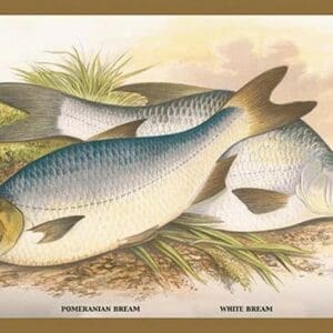 Pomeranian and White Bream by A.F. Lydon - Art Print