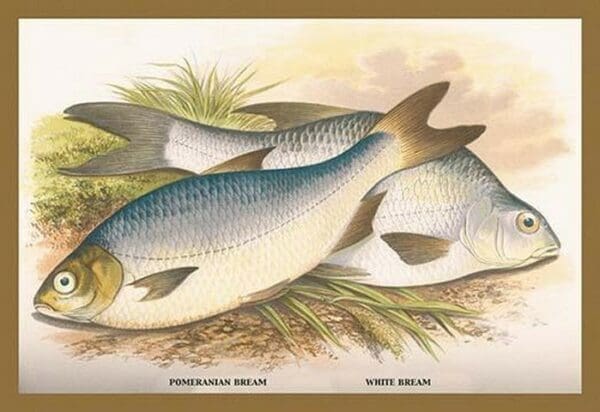 Pomeranian and White Bream by A.F. Lydon - Art Print