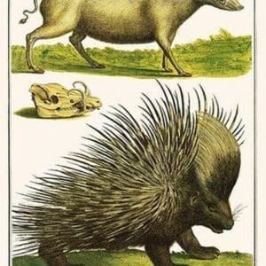 Porcupine & Babirussa by Albertus Seba - Art Print