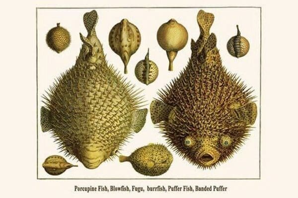 Porcupine Fish