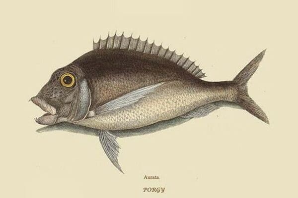 Porgy by Mark Catesby #2 - Art Print