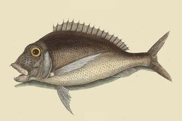 Porgy by Mark Catesby - Art Print