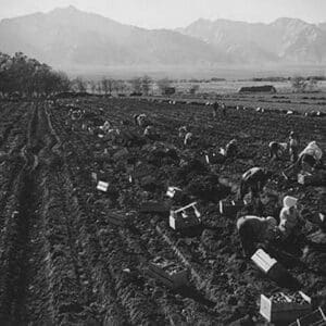 Potato Fields by Ansel Adams #2 - Art Print