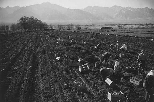 Potato Fields by Ansel Adams #2 - Art Print