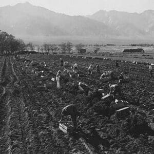 Potato Fields by Ansel Adams - Art Print