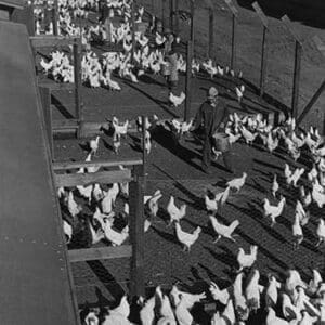 Poultry Farm by Ansel Adams - Art Print