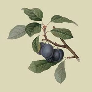 Precoce de Tour - Plum by William Hooker #2 - Art Print