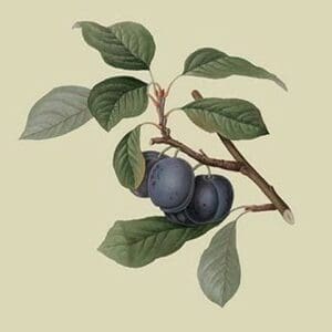 Precoce de Tour - Plum by William Hooker - Art Print