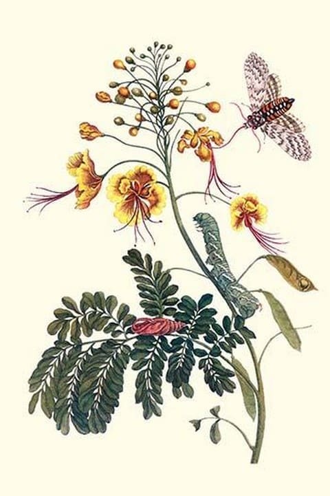 Pride of Barbados with a Tobacco Hornworm by Maria Sibylla Merian - Art Print