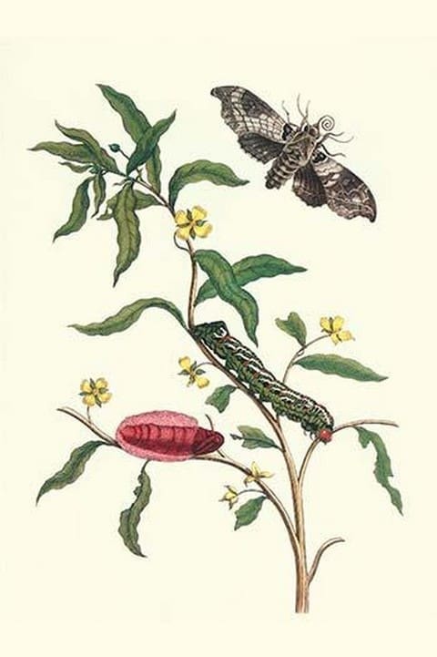 Primrose Willow or water purslane with a Banded Sphinx by Maria Sibylla Merian - Art Print