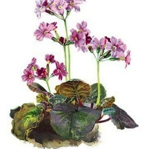 Primula Megasaefolia by H.G. Moon - Art Print