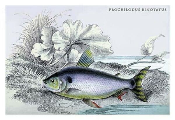 Prochilodus Binotatus by Robert H. Schomburgk - Art Print