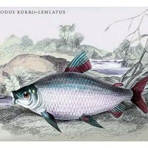 Prochilodus Rurro-Lenlatus by Robert H. Schomburgk - Art Print