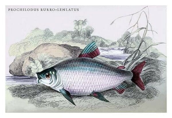 Prochilodus Rurro-Lenlatus by Robert H. Schomburgk - Art Print