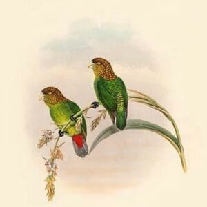 Psittacella Madaraszi - Madarasz's Parakeet by John Gould - Art Print