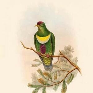 Ptilopus Bellus - Purple-Bellied Fruit-Pigeon - Dove by John Gould - Art Print