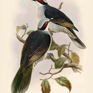 Ptilopus Fischeri - Fischer's Fruit-Pigeon - Dove by John Gould - Art Print