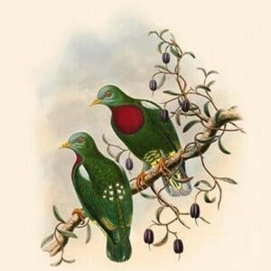 Ptilopus Lewisi - Lewis' Fruit-Pigeon by John Gould - Art Print