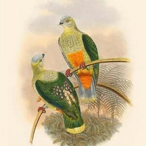 Ptilopus Richardsi - Richard's Fruit-Pigeon - Dove by John Gould - Art Print