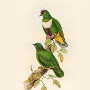 Ptilopus Rivolii - Massena Fruit-Pigeon - Dove by John Gould - Art Print