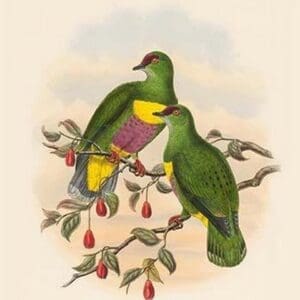 Ptilopus Solomonensis - Solomon Island Fruit-Pigeon - Dove by John Gould - Art Print