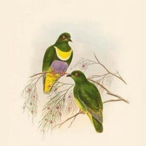 Ptilopus Speciosus - Lilac-Bellied Fruit-Pigeon - Dove by John Gould - Art Print