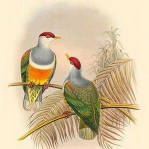 Ptilopus Wallacei -Wallace's Fruit-Pigeon by John Gould - Art Print