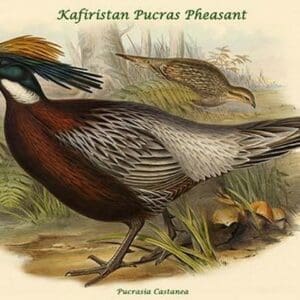 Pucrasia Castanea - Kafiristan Pucras Pheasant by John Gould - Art Print