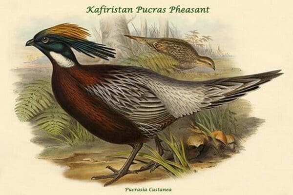 Pucrasia Castanea - Kafiristan Pucras Pheasant by John Gould - Art Print