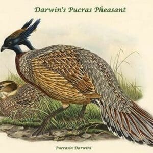 Pucrasia Darwini - Darwin's Pucras Pheasant by John Gould - Art Print