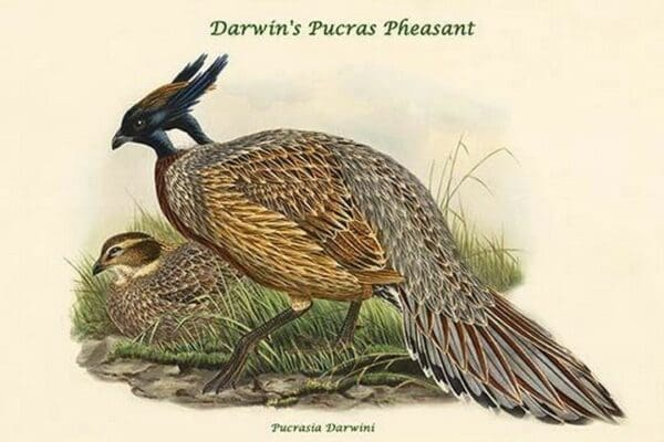 Pucrasia Darwini - Darwin's Pucras Pheasant by John Gould - Art Print