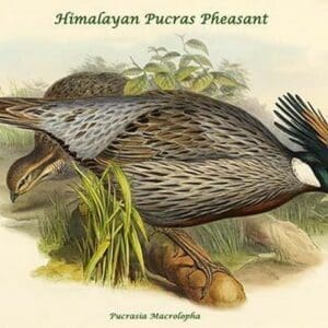 Pucrasia Macrolopha Himalayan Pucras Pheasant by John Gould - Art Print