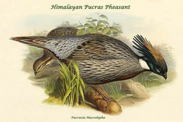 Pucrasia Macrolopha Himalayan Pucras Pheasant by John Gould - Art Print